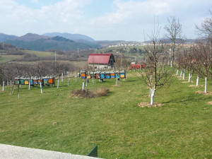 Prodajem kucu i zemljiste photo 3