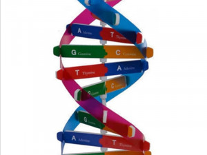 Model molekula DNA - DNK - dvostruka zavojnica
