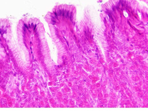 Trajni mikroskopski preparati - histologija- BRESSER