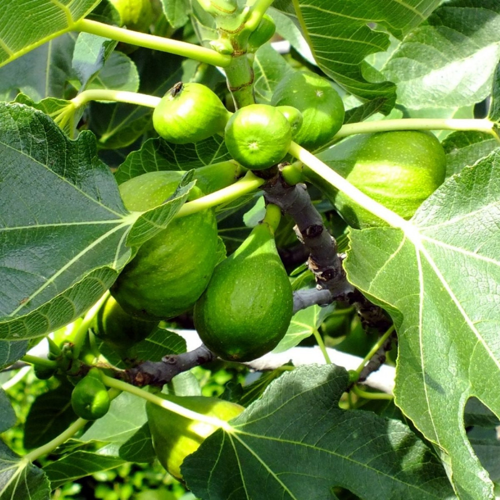 Smokva tenica, krupna, visokorodna, sadnice