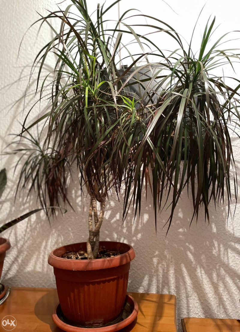 Drvo ivota-Dracena cvijet - Biljke i cvijee - OLX.ba
