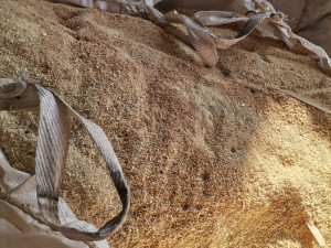 Piljevina jela bukva