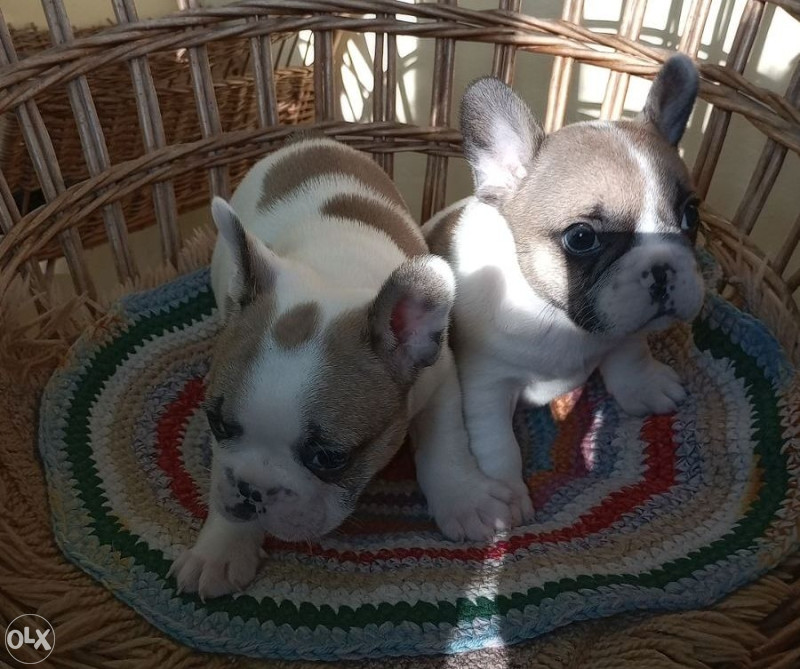 FRANCUSKI BULDOG STENAD Psi i Štenad