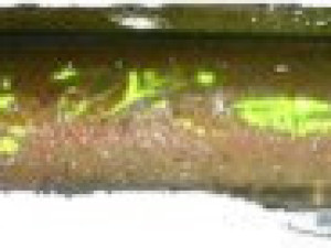 Byron Paklara 19 cm B