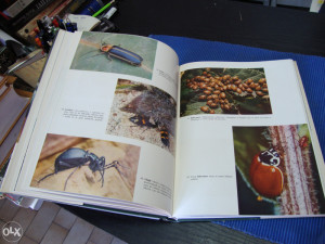 INSEKTI / ILUSTROVANA ENCIKLOPEDIJA