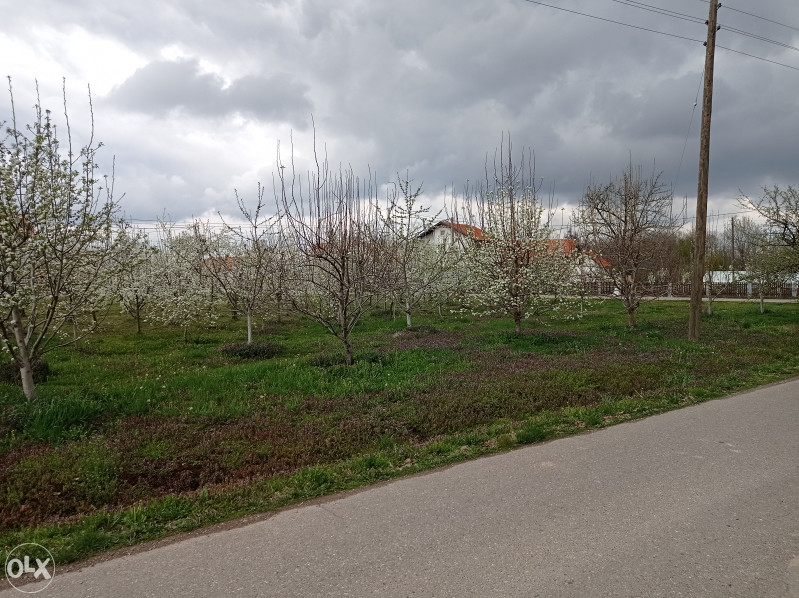 Voćnjak - Lipik, Srednja Čađavica, Bijeljina