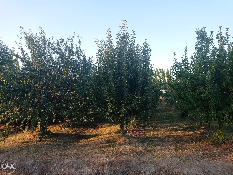 Voćnjak - Lipik, Srednja Čađavica, Bijeljina 6