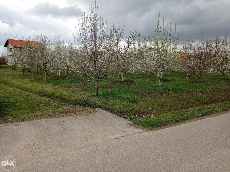 Voćnjak - Lipik, Srednja Čađavica, Bijeljina 2