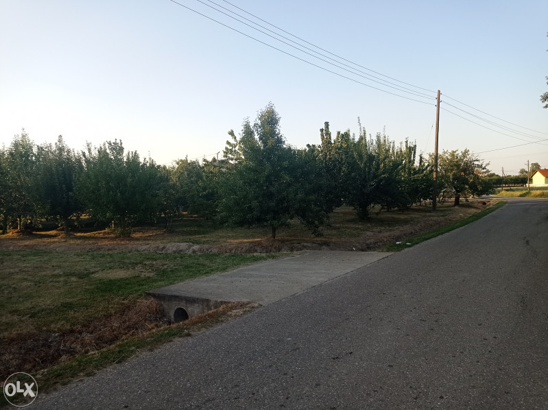 Voćnjak - Lipik, Srednja Čađavica, Bijeljina 5