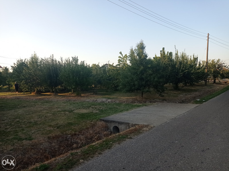 Voćnjak - Lipik, Srednja Čađavica, Bijeljina 7