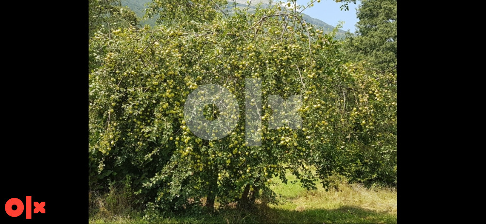 Kuća Nevesinje 10