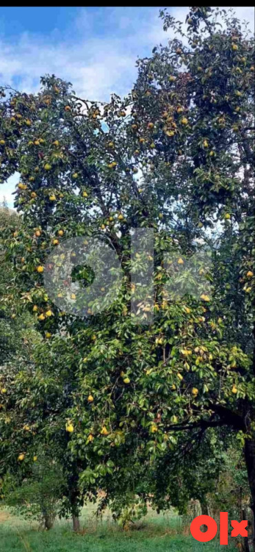 Kuća Nevesinje 13