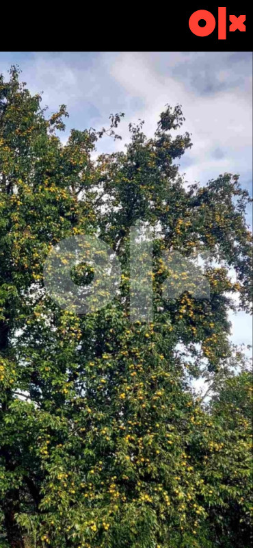Kuća Nevesinje 14