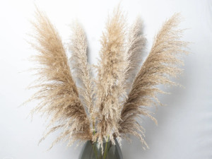 Prirodni pampas dekorativni *NOVO*