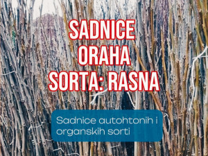 Sadnice oraha – sorta Rasna