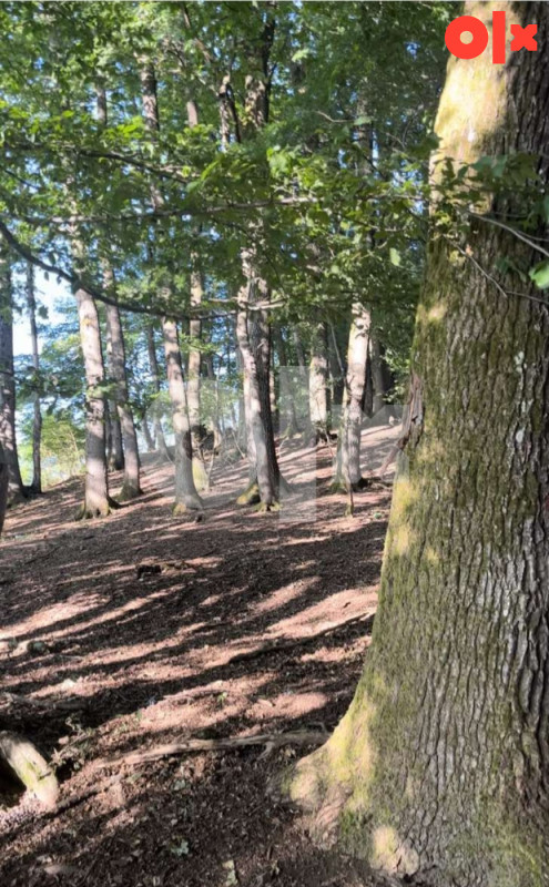 ŠUMA BOSANSKA BOJNA-VELIKA KLADUŠA 4