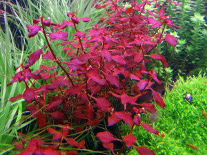 Bilje za akvarijum -paketi 30,40,50