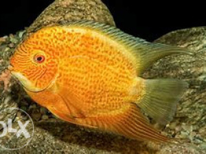 Golden severum ciklid