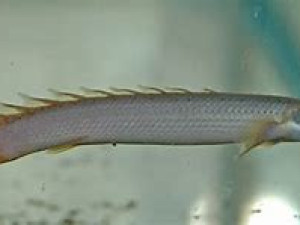 Bichir cuvier ribice