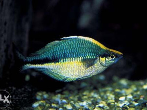 Melanotaenia lacustris ribice