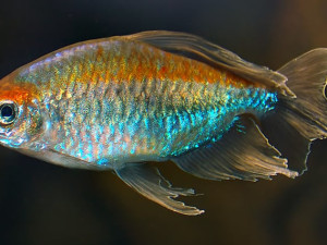 Congo tetra ribice