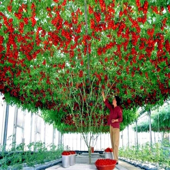 Paradajz drvo (tamarillo),sadnice
