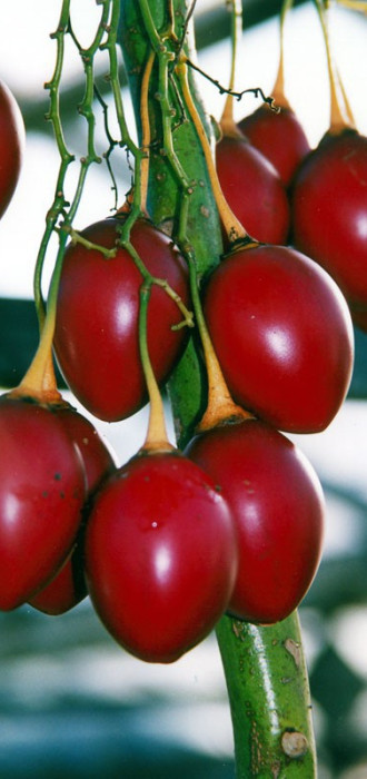 Paradajz drvo (tamarillo),sadnice