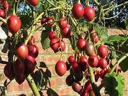 Paradajz drvo (tamarillo),sadnice