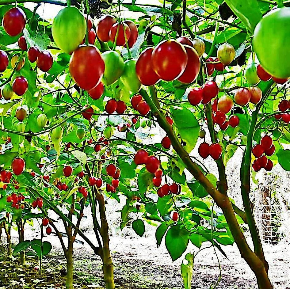 Paradajz drvo (tamarillo),sadnice