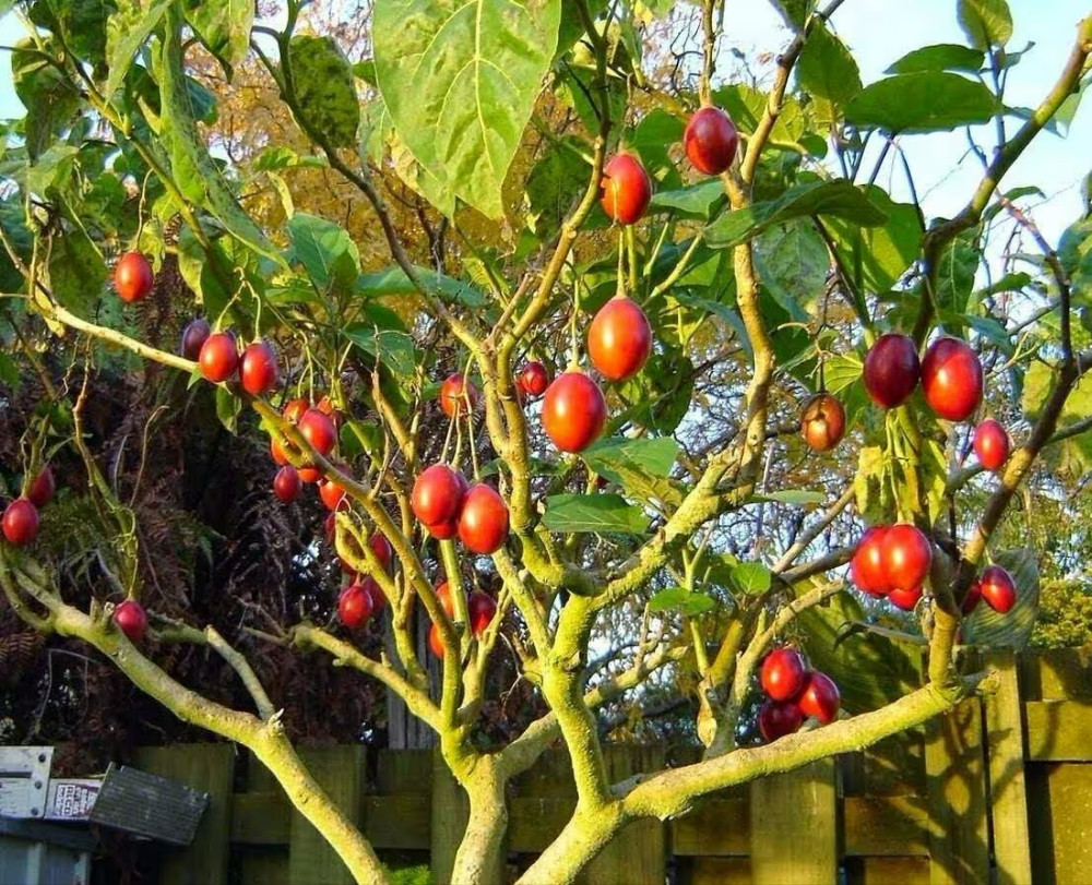 Paradajz drvo (tamarillo),sadnice