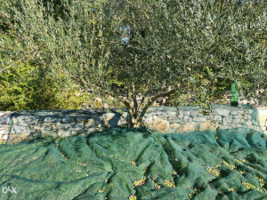 Mreža za berbu masline ANTISPINO 12x12m