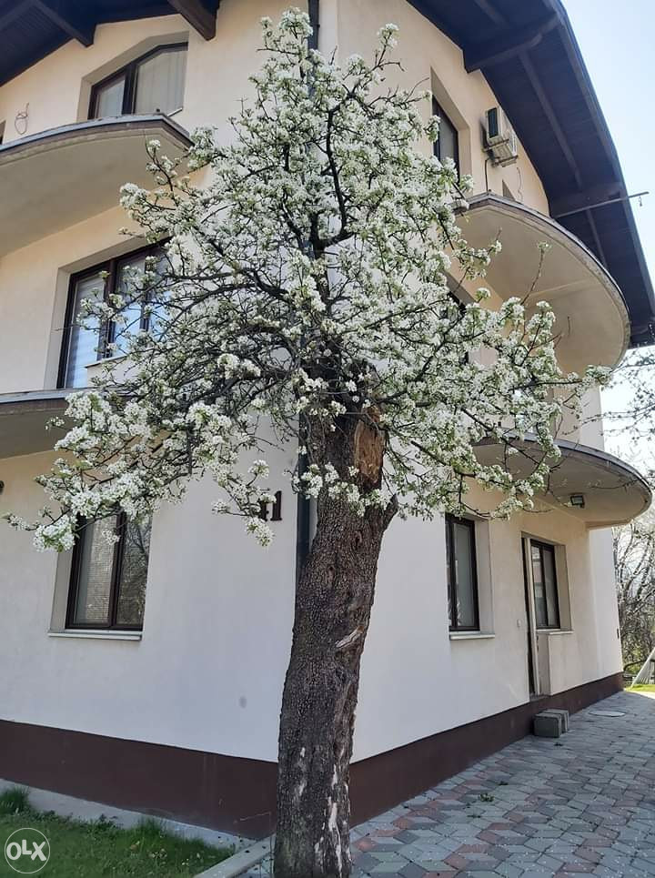POVOLJNO izdajem sobe za studentice Kula - 061 142 129