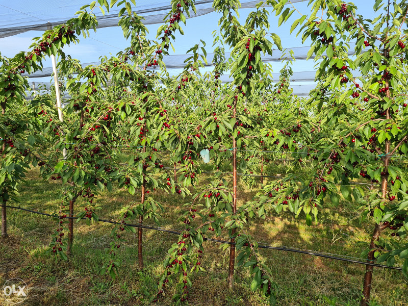 Plantaža, zemljište, voćnjak, gradjevinsko, Lokve, Čapljina 5