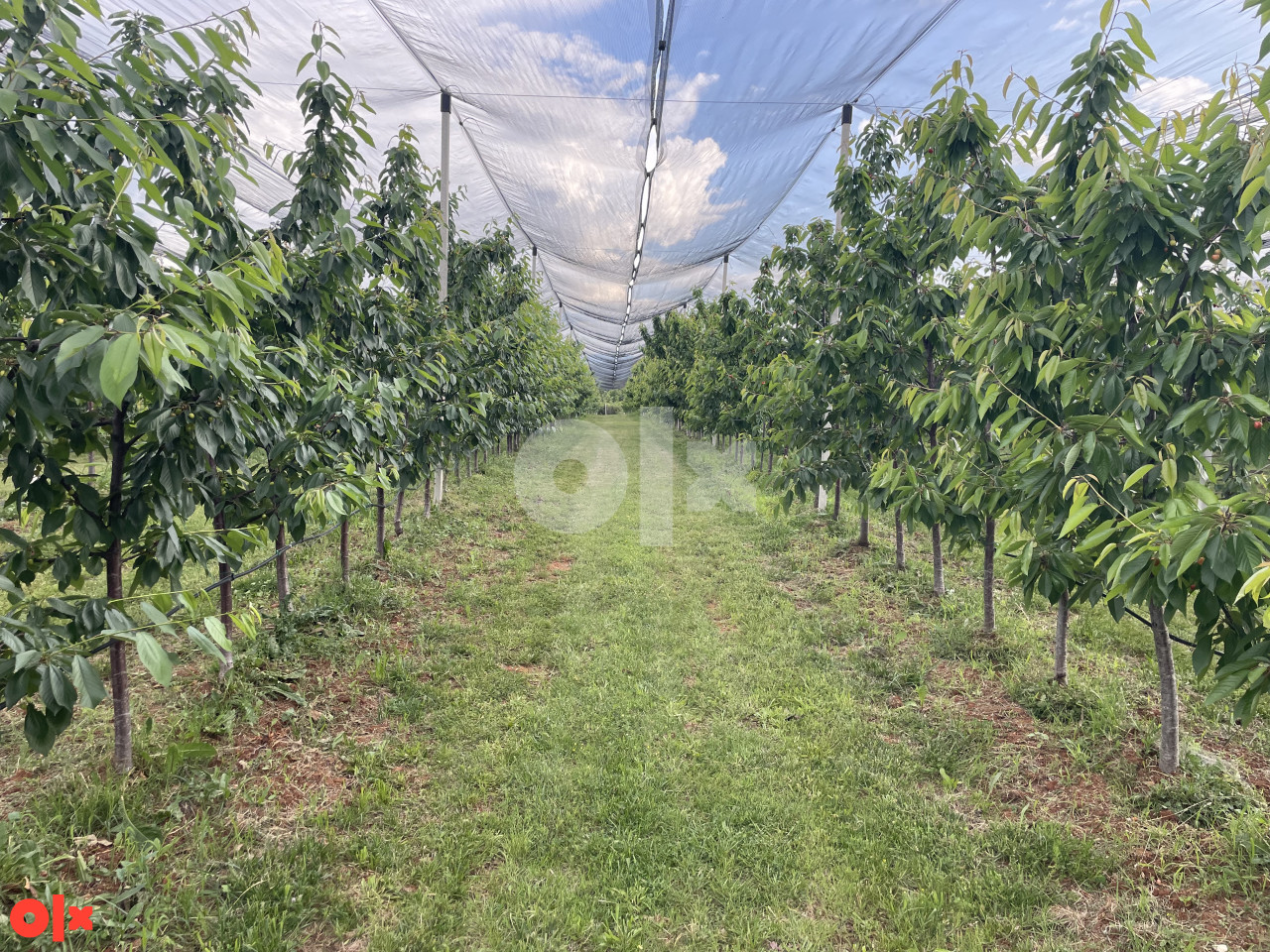 Plantaža, zemljište, voćnjak, gradjevinsko, Lokve, Čapljina 4