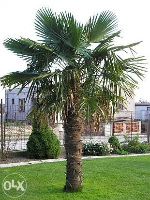 Visoka žumara (trachycarpus fortunei) mlade sadnice
