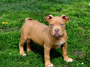 American Bully Americki buli stenci