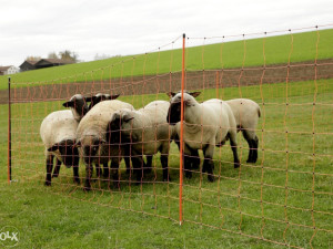 Mreža za ovce - električni pastir - 90 cm 50 metara