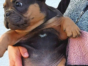 Francuski Buldog plavi blue and tan