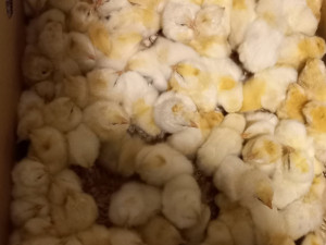 Pilici od holadskog leghorna PILIĆI LEGHORN