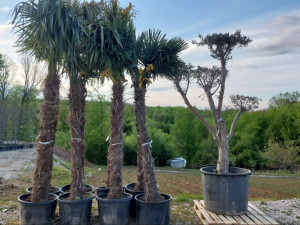 Palme sadnice sadnica palma Prnjavor Banja Luka