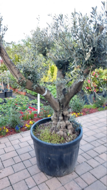 lucky bambus kaufen Teleflora's Good Luck Bamboo