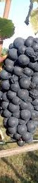 Pinot crni, plemnito grozdje, sadnice