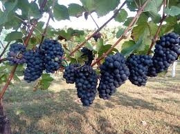 Pinot crni, plemnito grozdje, sadnice