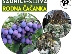 SADNICE / SADNICA ŠLJIVA RODNA ČAČANKA