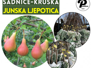 SADNICE / SADNICA KRUŠKA JUNSKA LJEPOTICA