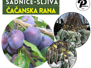 SADNICE / SADNICA ŠLJIVA ČAČANSKA RANA
