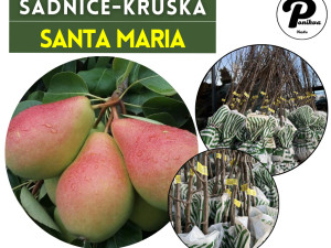 SADNICE / SADNICA KRUŠKA SANTA MARIA