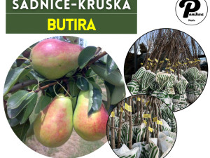 SADNICE / SADNICA KRUŠKA BUTIRA