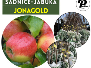SADNICE / SADNICA JABUKA JONAGOLD
