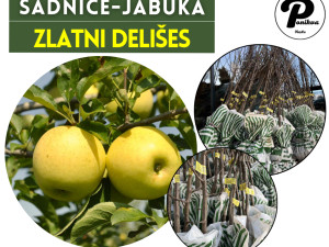 SADNICE / SADNICA JABUKA ZLATNI DELIŠES
